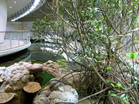 Mangrove Lagoon