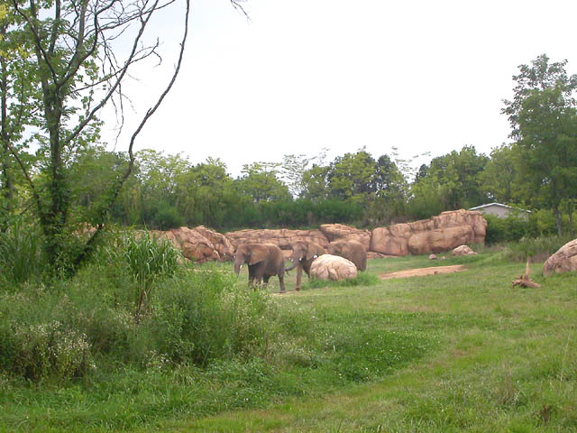 Existing trees were saved 