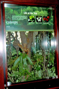 Treasures of the Forest Canopy
