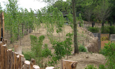 African browse with Texas plants