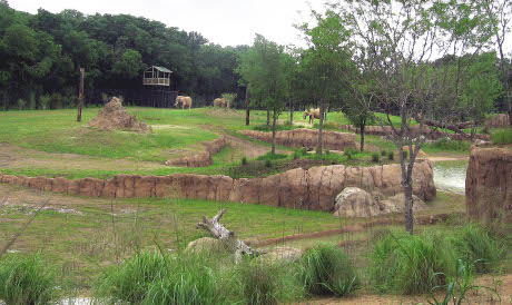 African grass with Texas plants