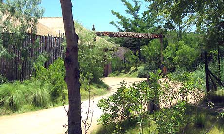 African savanna with Texas plants