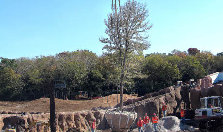 35-feet trees to provide necessary shade