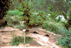 Penguin Nests - Bronx Zoo