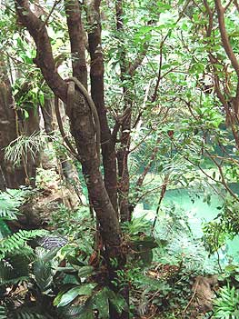 Tropical America - California Academy of Science